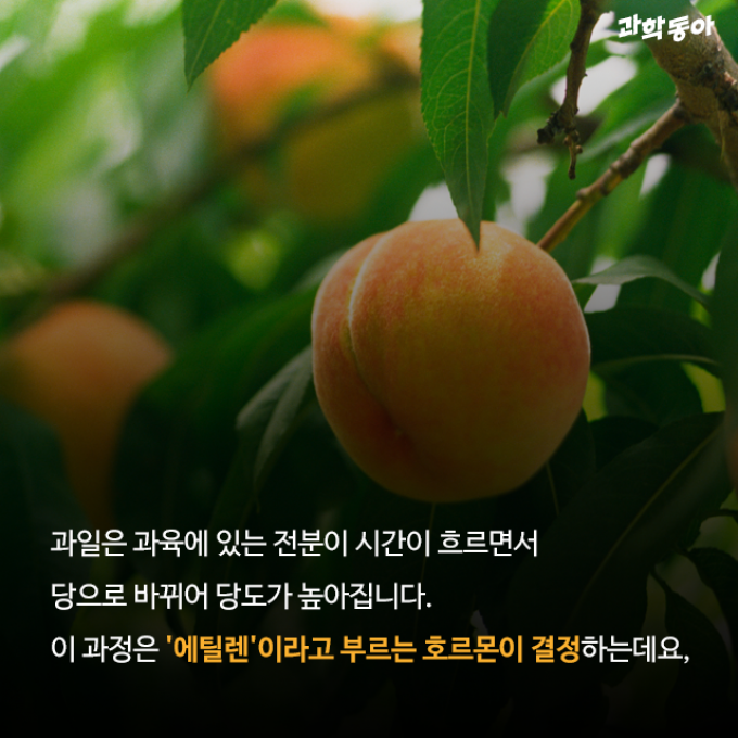 (주)동아사이언스 제공